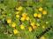 Tojeść rozesłana - żółty kwiat, liść zielony C0,5