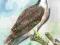 RYBOŁÓW-- PTAK,PTAKI AKWARELA