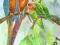 PAPUGI 2-- PTAK,PTAKI AKWARELA