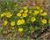 Pięciornik wiosenny - żółty C0,5