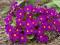Pierwiosnek pruhonicki Wanda - purpurowy C0,5