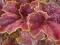 Heuchera 'Miracle' - Żurawka CUD - nowość !!!