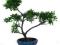 Azalia Indica - bonsai indoor