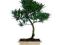 Podocarpus - bonsai indoor