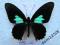 motyl Parides sesostris MALE A1