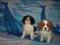 cavalier king ch. spaniel : blenheim tricolor