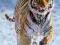 RAVEN. 500 EL. Tygrys w Śniegu PUZZLE
