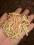 pellet pelet