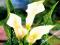 ZANTEDESCHIA - CALLA KALLA ALBOMACULATA #OKAZJA#