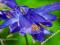 AQUILEGIA - ORLIK POJEDYNCZY ALPINA #SUPER CENA#