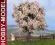 Drzewko Kwitnące 7,5cm do Makiet Dioram NOCH 21570