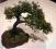 Drzewo Bonsai