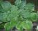 Hosta-Funkia  Beauty Substance W DONICZKACH