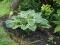 Hosta-Funkia Carol SADZONKI W DONICZKACH