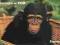 1031  Zwierzęta w ZOO   Szympans   1/10