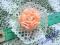 KANZASHI broszka morelowy krem róza kwiat