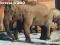 1036  Zwierzęta w ZOO  Słoń indyjski 6/10