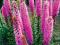 JESIENNA PROMOCJA  Liatra kłosowa różowa  SADZONKI