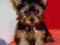 York, Yorkshire terrier, yorki z rodowodem FCI