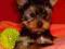 York, Yorkshire terrier, yorki z rodowodem FCI