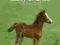 TILLY'S PONY TAILS 5: LUCKY CHANCE: THE NEW FOAL