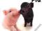 LITTLE PIGGIES (PIG ARTIST COLLECTION) Tibballs