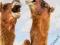 2014 CALENDAR BOOK: CAMELS 2014 Calendars