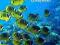 2014 CALENDAR BOOK: CORAL REEF 2014 Calendars