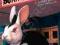 BUNNICULA STRIKES AGAIN! James Howe