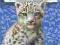 WWF WILD FRIENDS: SNOW LEOPARD LOST