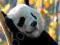 GIANT PANDAS AND ME: TEN YEARS OF DISCOVERY Jones