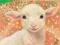 THE LUCKY LAMB (LITTLE ANIMAL ARK) Lucy Daniels