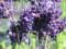 LAWENDA WĄSKOLISTNA HIDCOTE BLUE LAVANDULA