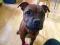 Staffordshire Bull Terrier - staffik