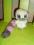YooHoo lemur różowy ogonek   ok.11 cm