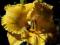 Hemerocallis Ivory Hager - Liliowiec 1 sztuka