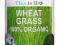 MŁODA PSZENICA oczyszcza odchudzanie SUPER POKARM