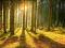 FOREST SUNBEAMS II - super plakat 91.5x61cm !