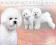 bichon frise hodowla Petit&amp;Blanc