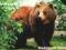 * KT - 1034  ZWIERAĘTA w ZOO  4 - NIEDŻWIEDŻ