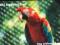 * KT -1042  PTAKI EGZOTYCZNE 2 -ARA ZIELONOSRZYDŁA