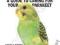 BUDGIES: A GUIDE TO CARING FOR YOUR PARAKEET