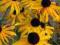 RUDBEKIA BŁYSKOTLIWA GOLDSTURM RUDBECKIA FULGIDA