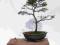 DRZEWKO BONSAI JAŁOWIEC