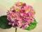 HORTENSJA RÓŻOWA ekskluzywne sztuczne kwiaty 64cm