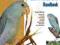 PARROTLET HANDBOOK (PET HANDBOOKS) Sandee Molenda