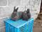 króliki wiedeńskie niebieskie - samiczki