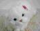 Kot Benek Biały - 40cm ROXI - ekskluzywne futerko