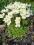 ZAWILEC BIALY KWIATY OBFICIE  DLUGO KWITNIE 10 SZT