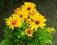 rudbekia błyskotliwa sadzonki